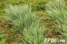 燕麦草 Arrhenatherum elatius 燕麦草 Arrhenatherum elatius