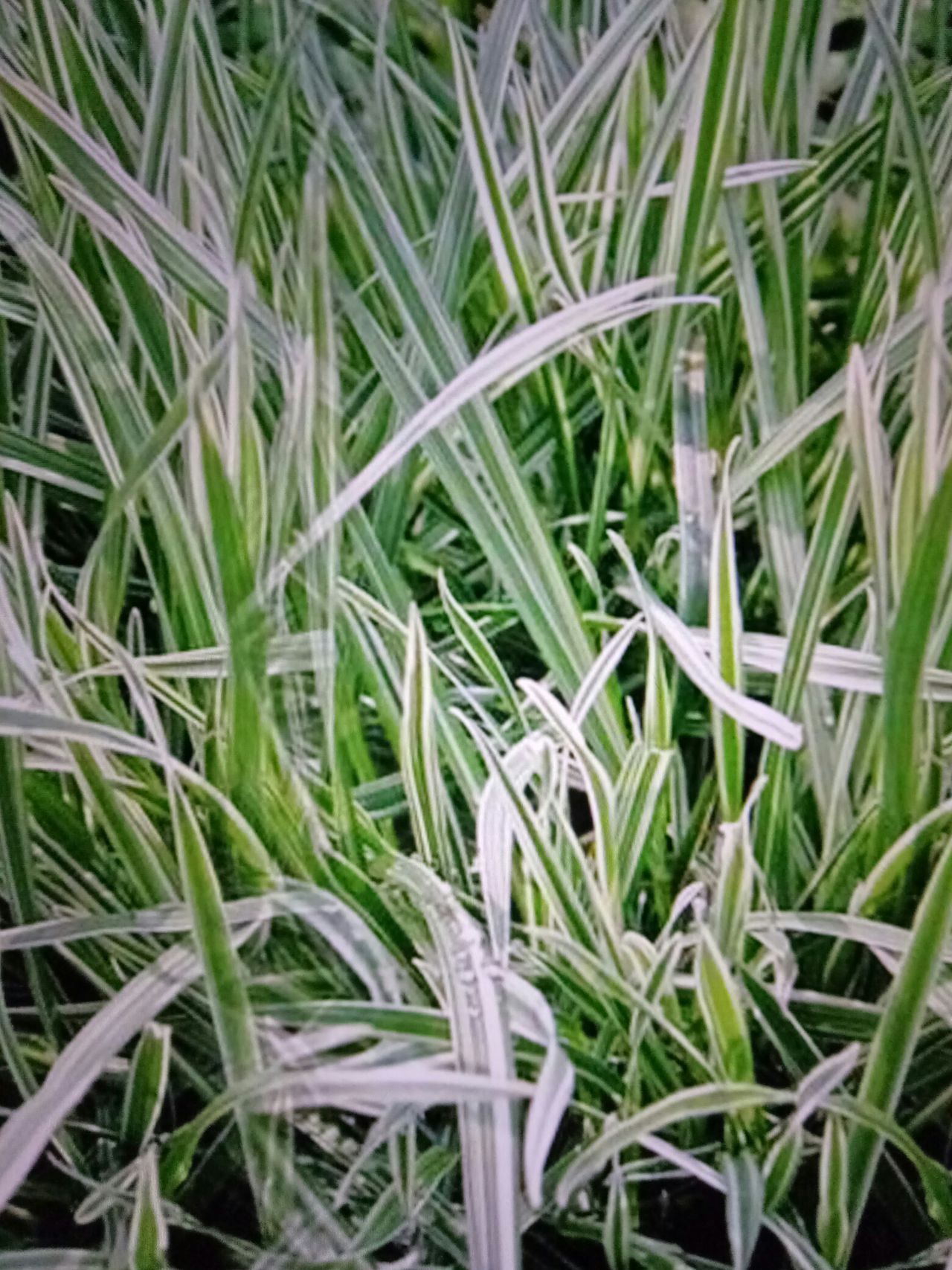 燕麦 燕麦