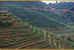 华祥苑茗茶茶园基地 华祥苑茗茶茶园基地