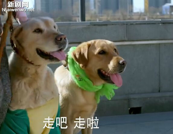 小米(《神犬小七》中的拉布拉多犬)