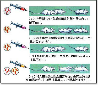 格里菲斯转化实验 格里菲斯转化实验