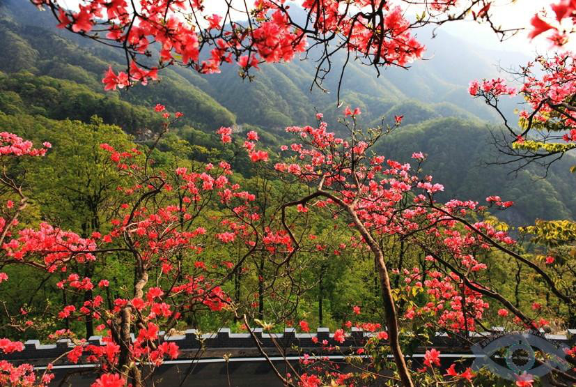 岭上映山红(景区名称)
