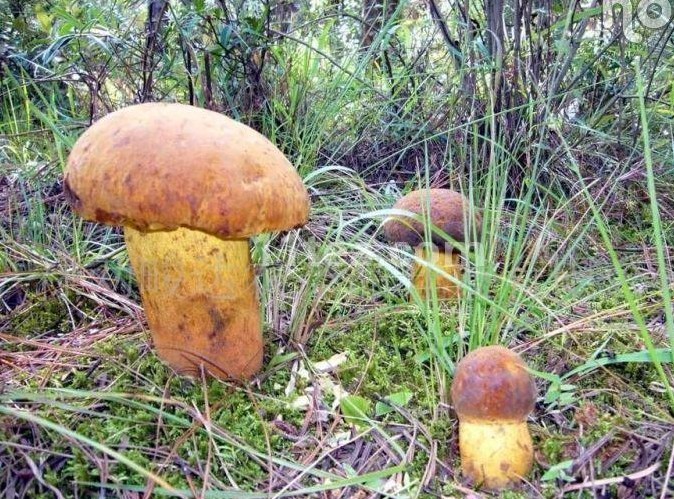 云南野生菌 云南野生菌