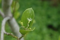 吕宋毛蕊木 吕宋毛蕊木