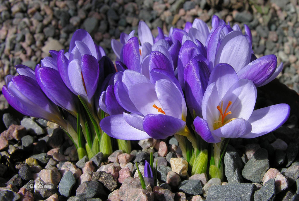 番红花属