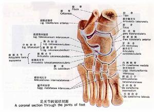 运动系统 运动系统
