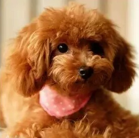 纯种泰迪犬 纯种泰迪犬