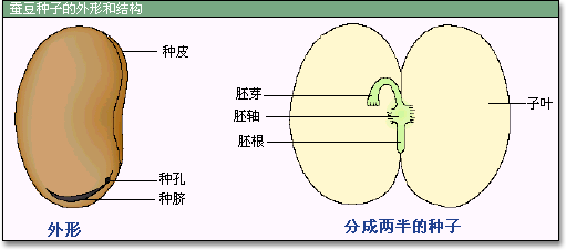 种子(裸子植物和被子植物特有的繁殖体) 种子(裸子植物和被子植物特有的繁殖体)