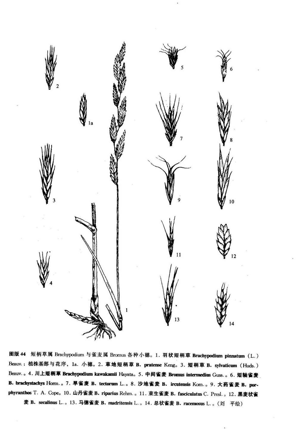 大药雀麦