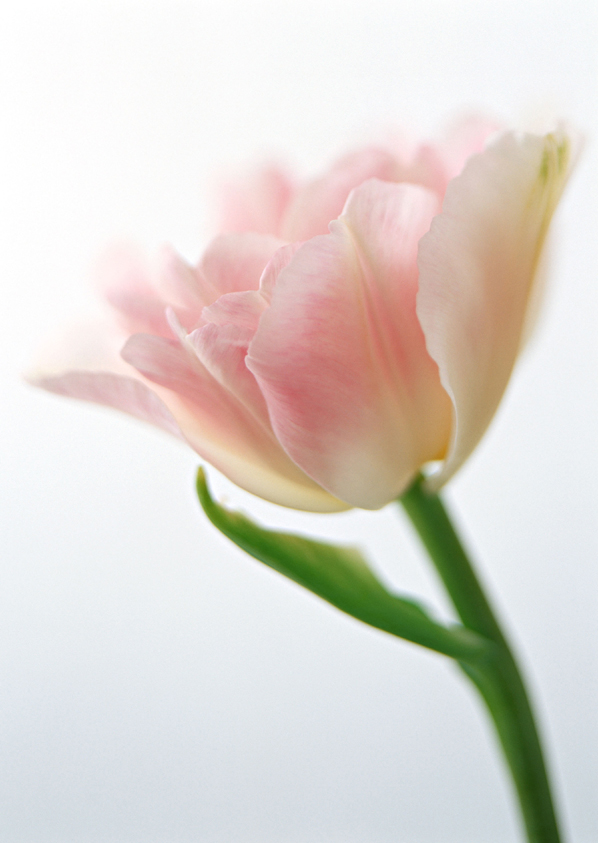 花的世界 花的世界