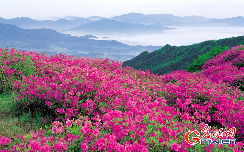Azalea Azalea