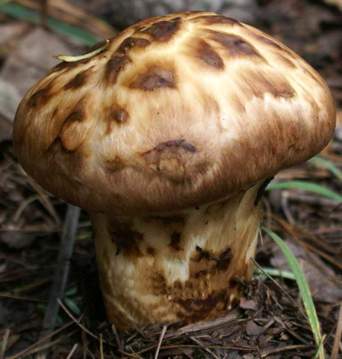生态食品