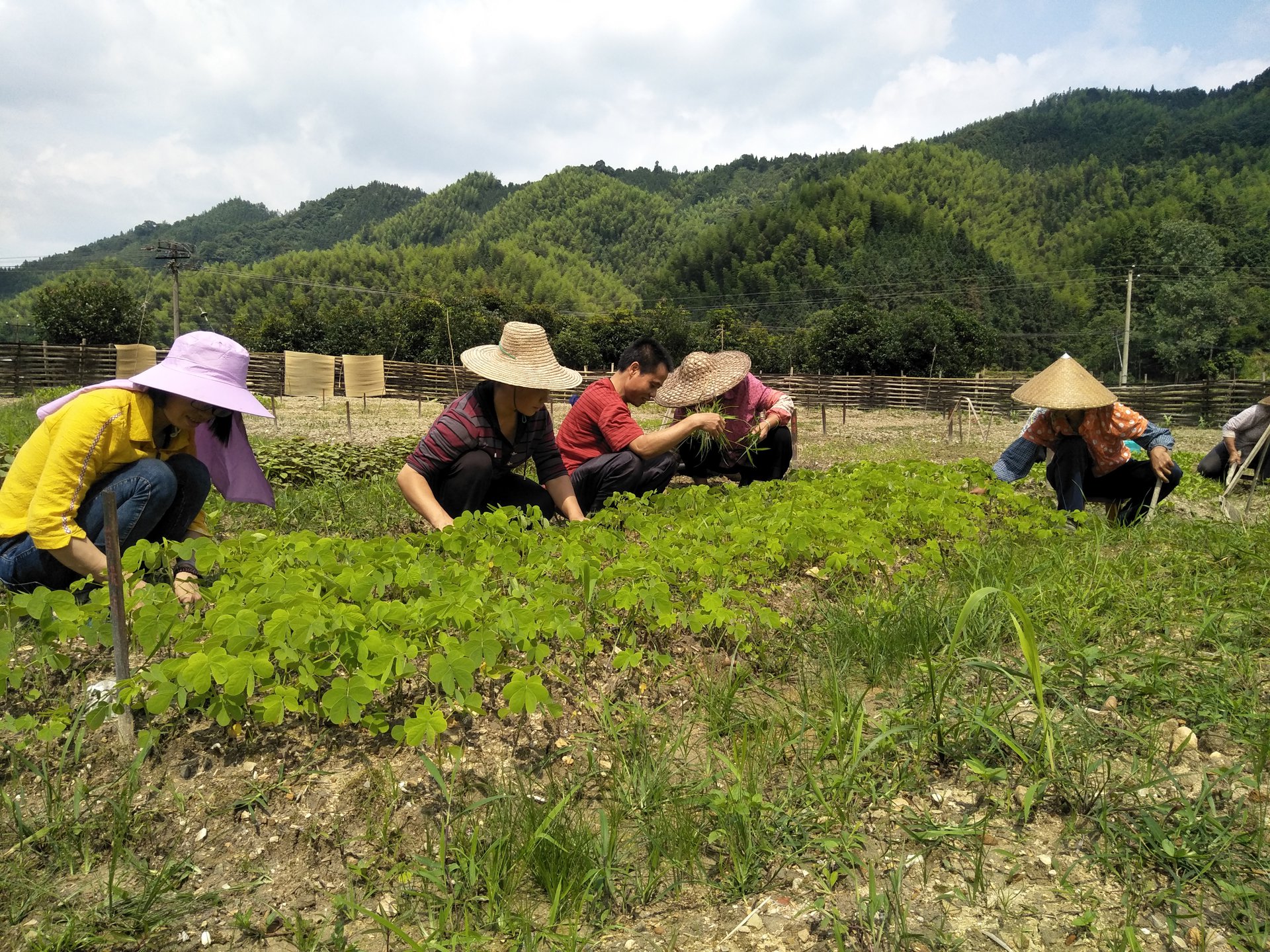 药园建设中期 药园建设中期