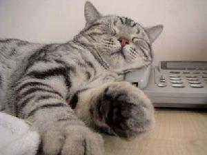 虎斑猫 虎斑猫