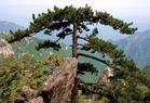 石人山迎宾松
