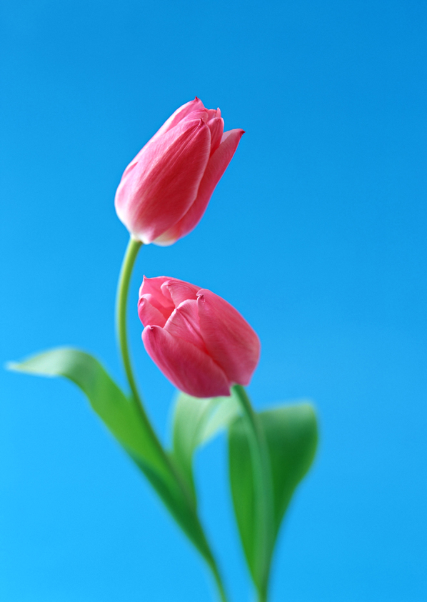 花的世界 花的世界