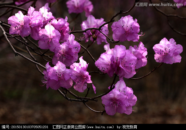 Azalea Azalea