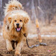 藏獒(大型犬类)