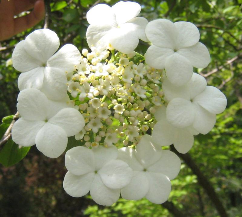 琼花 琼花