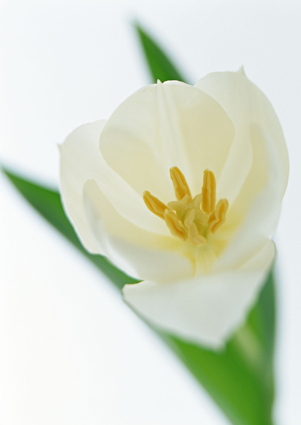 花的世界 花的世界