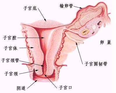 卵巢囊肿併发症