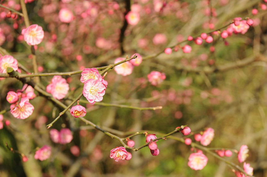 梅兰竹菊(文化象徵) 梅兰竹菊(文化象徵)