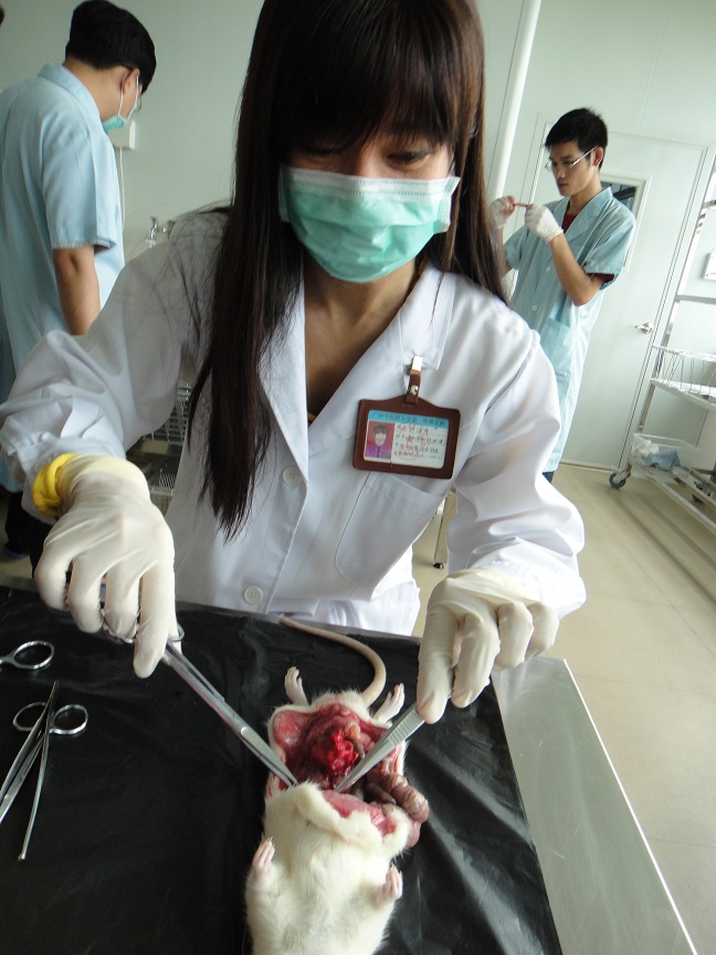 解剖大白鼠以进行化验 解剖大白鼠以进行化验