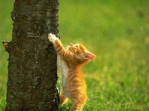 虎斑猫 虎斑猫
