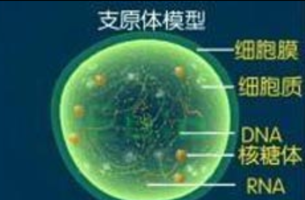 儿童支原体感染
