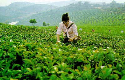 三里城镇茶叶 三里城镇茶叶