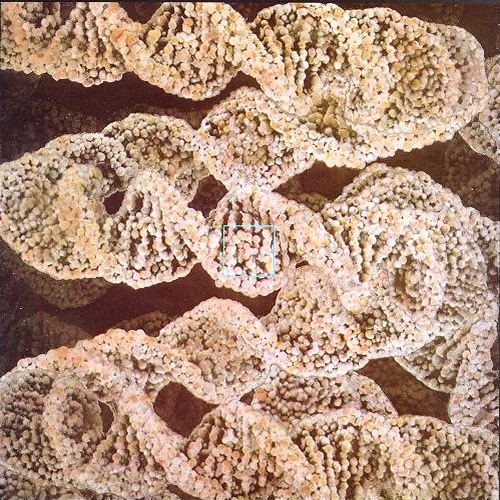 电子显微镜下的DNA 电子显微镜下的DNA
