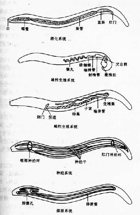 线虫 线虫