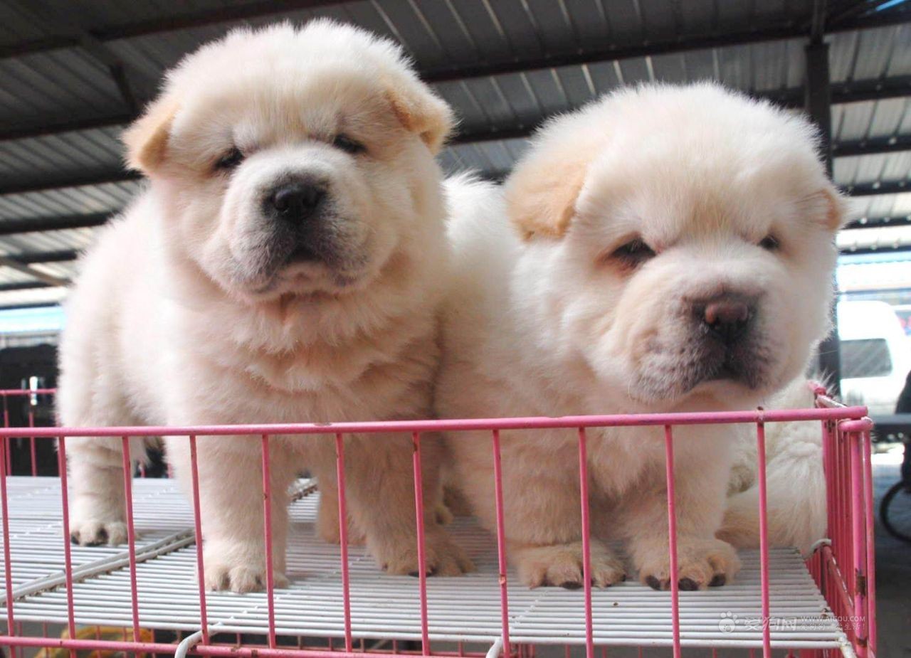 幼犬 幼犬