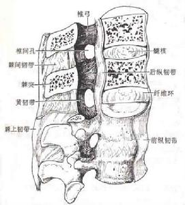 运动系统 运动系统