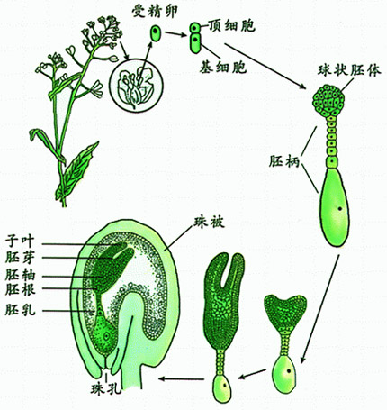 种子 种子