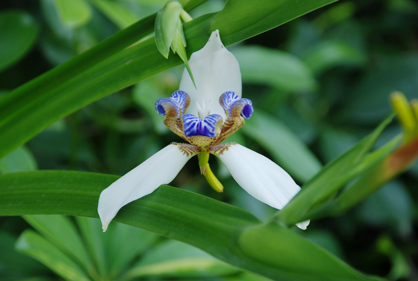 梅兰竹菊(文化象徵) 梅兰竹菊(文化象徵)