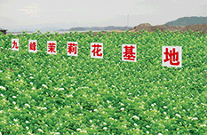 九峰农业茶园 九峰农业茶园