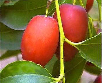 红枣 红枣