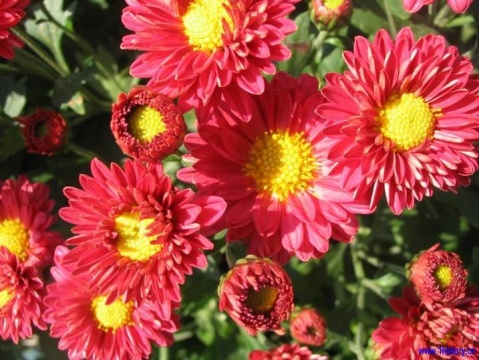 菊 菊