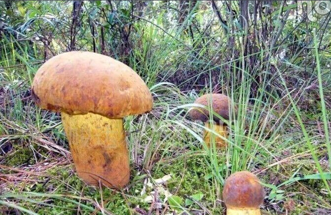 云南野生菌