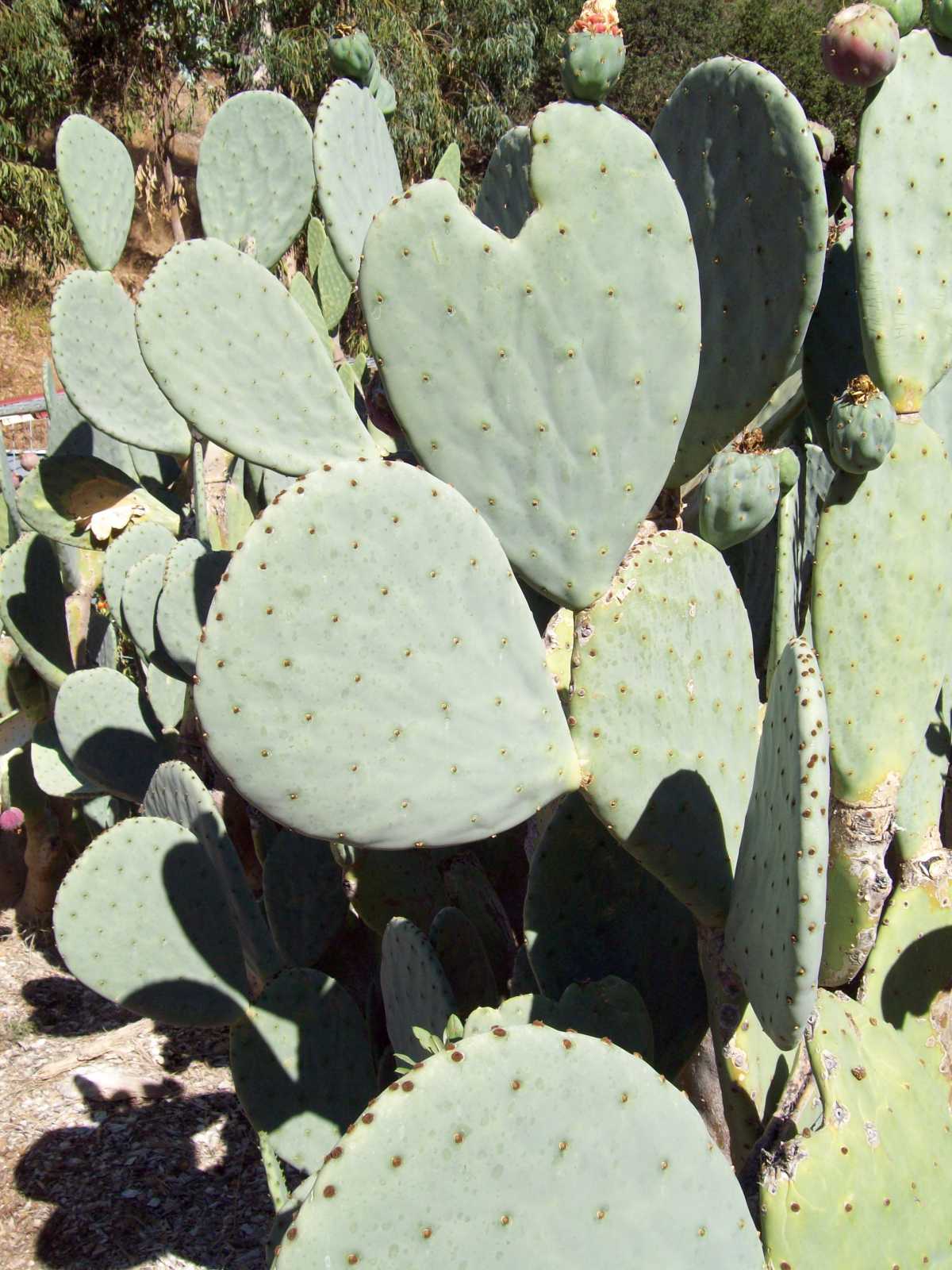 仙人掌属 强性团扇 (Opuntia robusta) 仙人掌属 强性团扇 (Opuntia robusta)