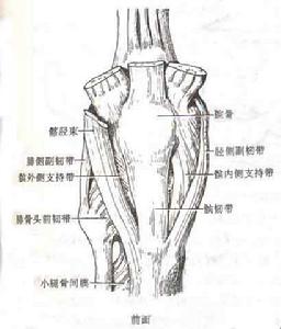 运动系统 运动系统