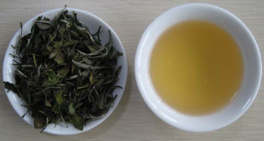 福建白茶 福建白茶