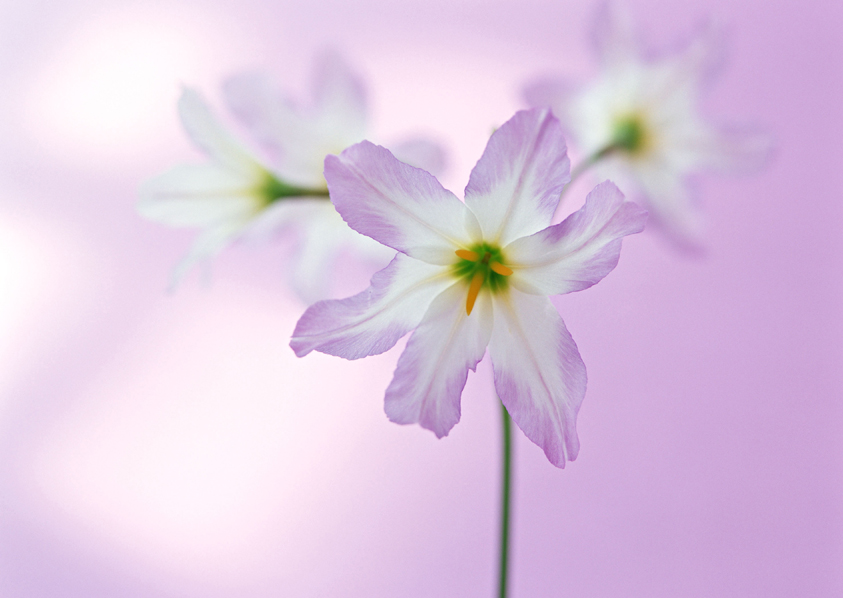 花的世界 花的世界