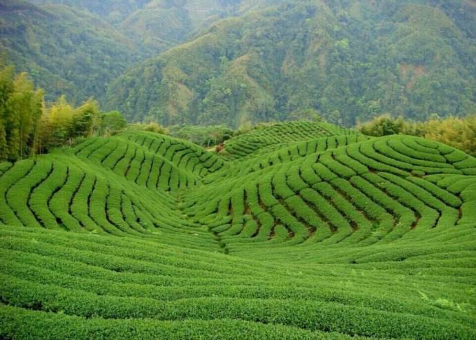 鹤峰茶园 鹤峰茶园
