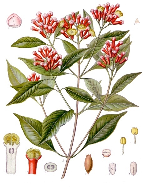 丁香油(植物提取物) 丁香油(植物提取物)