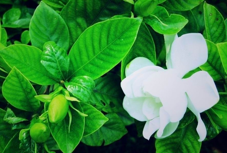 栀子花的花叶与花苞 栀子花的花叶与花苞