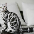 虎斑猫