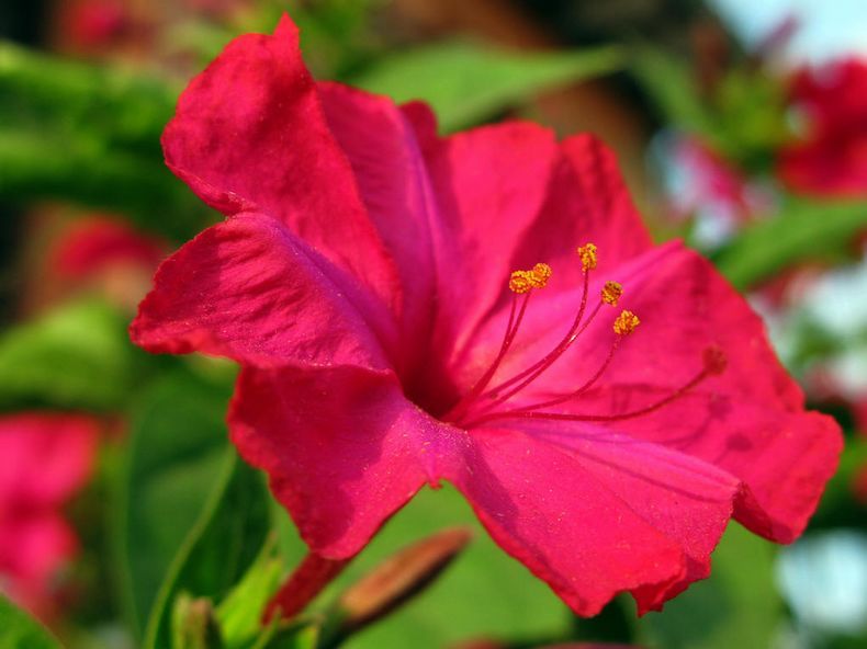 胭脂花 胭脂花