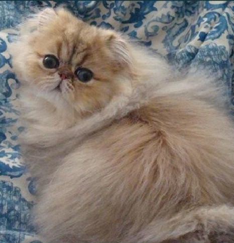 金吉拉波斯猫 金吉拉波斯猫